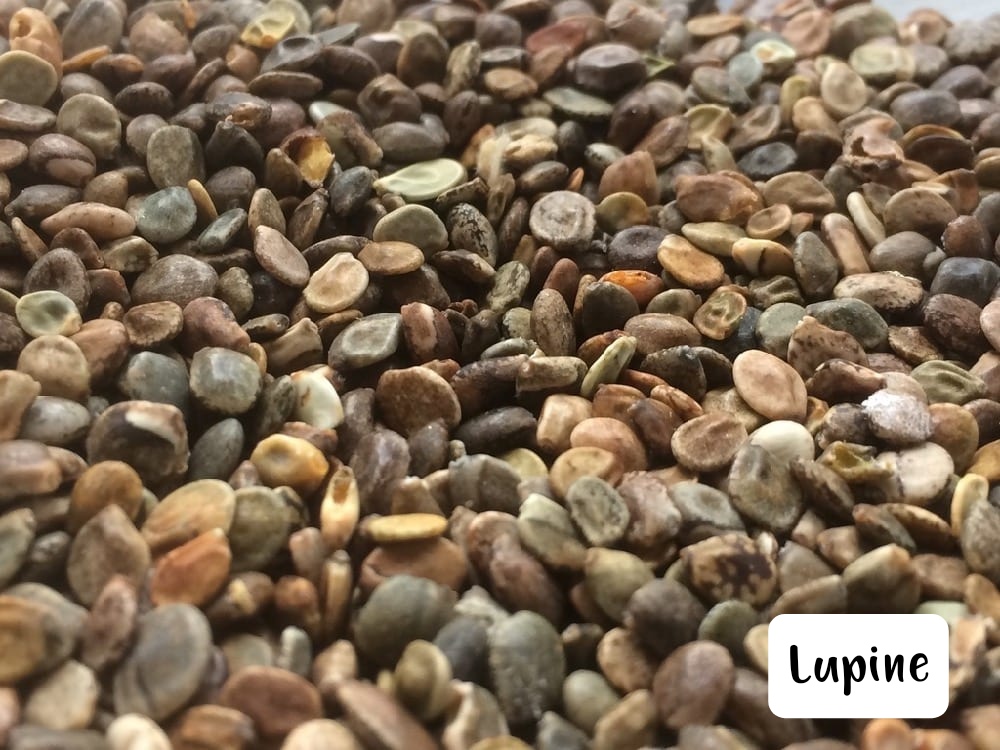 Seed